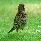 song thrush